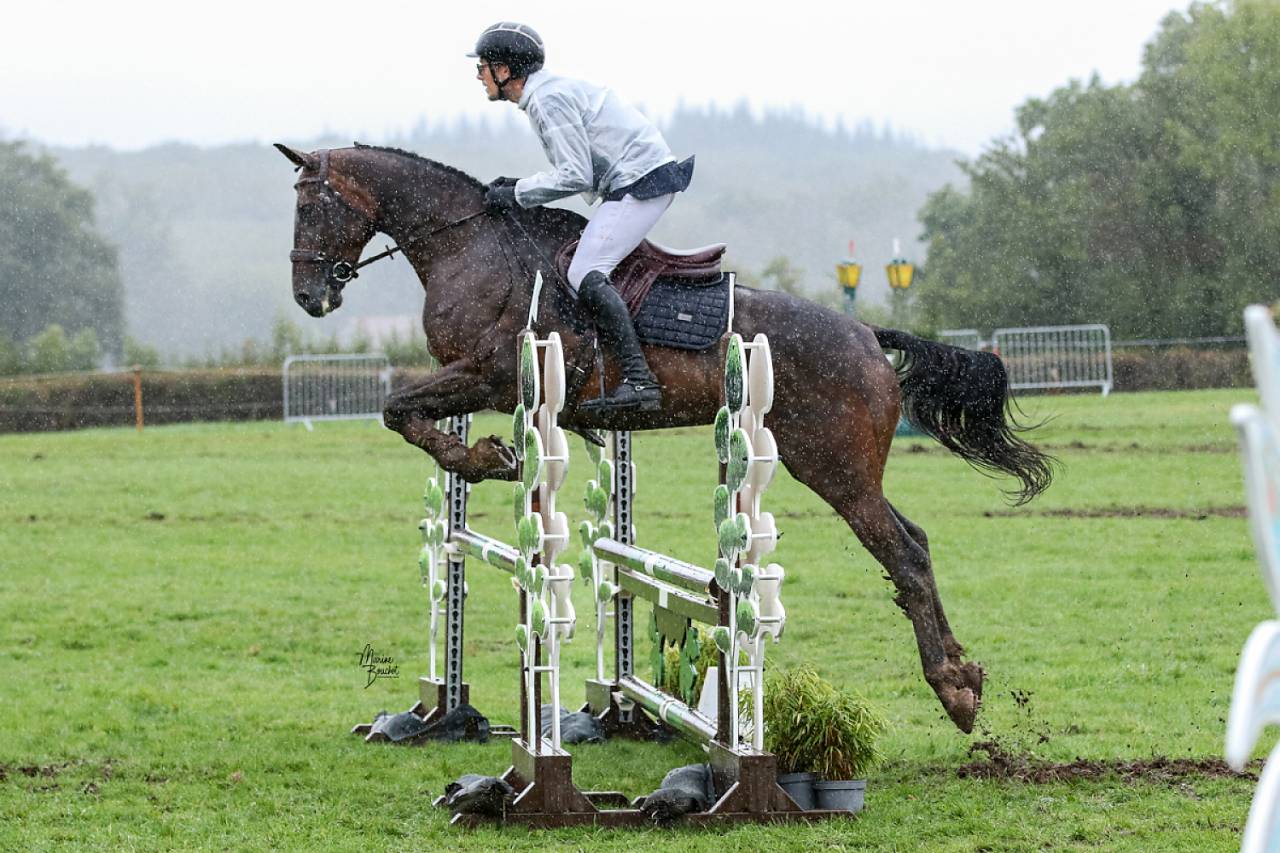 Jument SF 8 ans : CCE & Hunter 