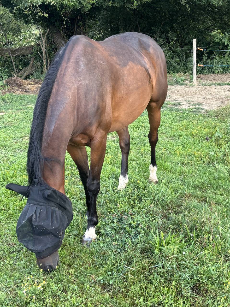 Jument SF 8 ans : CCE & Hunter 