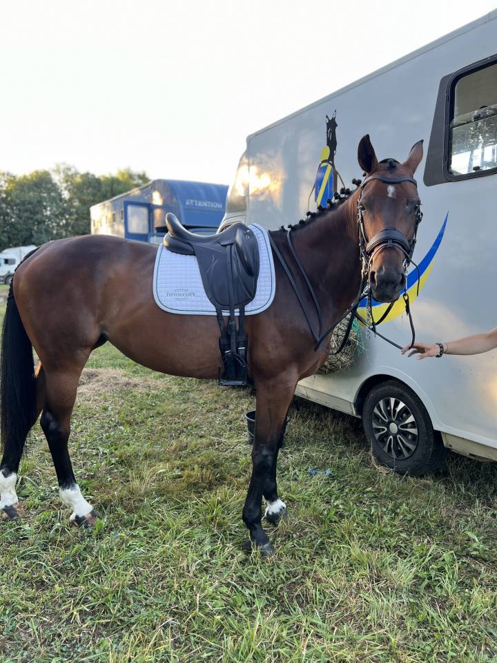 Jument SF 8 ans : CCE & Hunter 