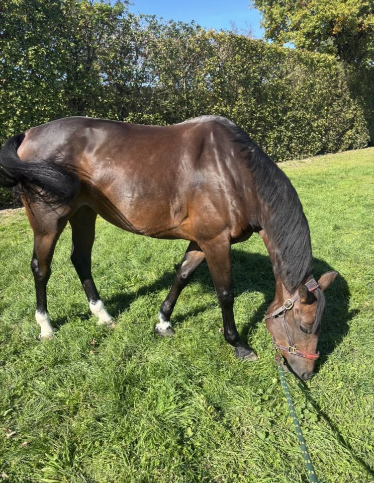 Jument SF 8 ans : CCE & Hunter 