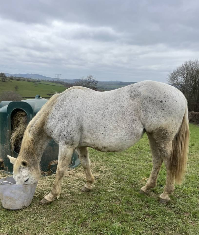 Poulinière sf pleine 
