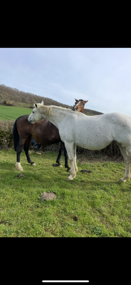 Poulinière sf pleine 