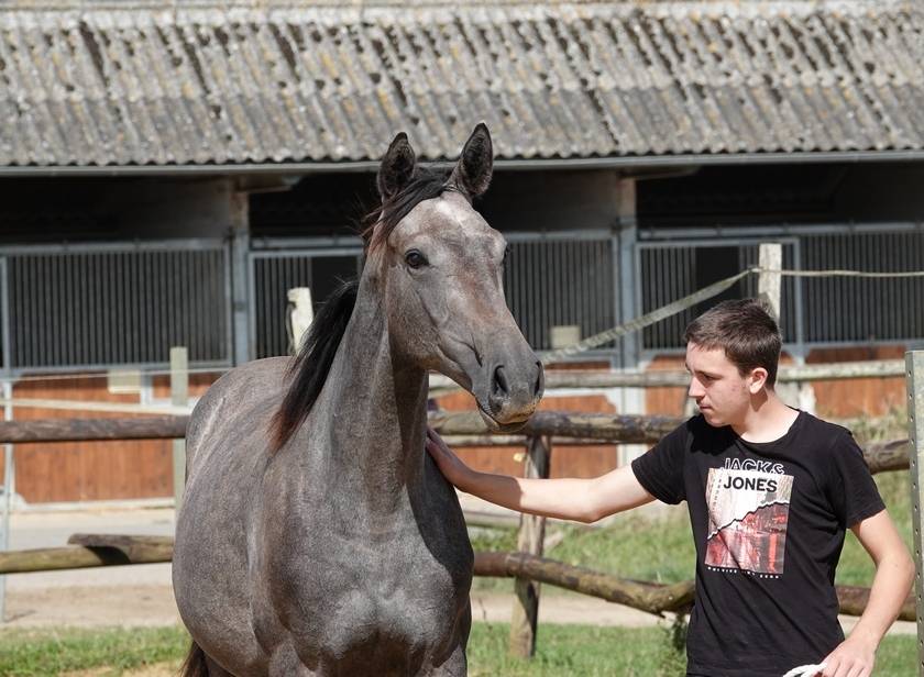 Mâle SFO par Rohotep de Toscane