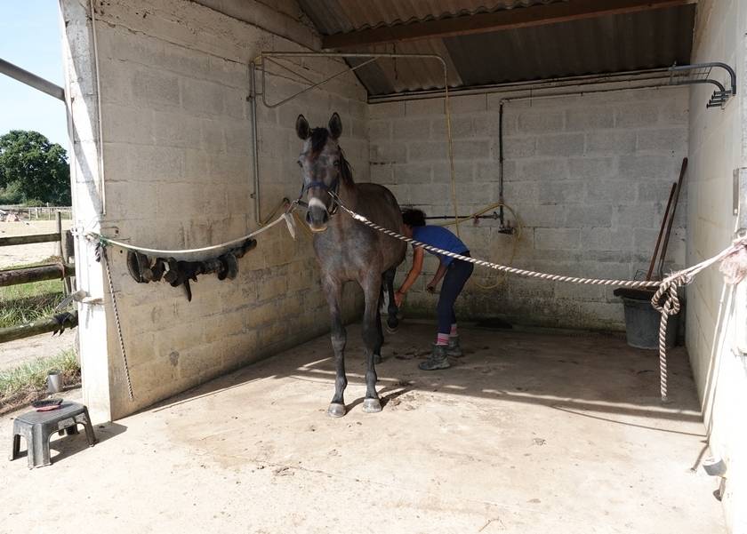 Mâle SFO par Rohotep de Toscane