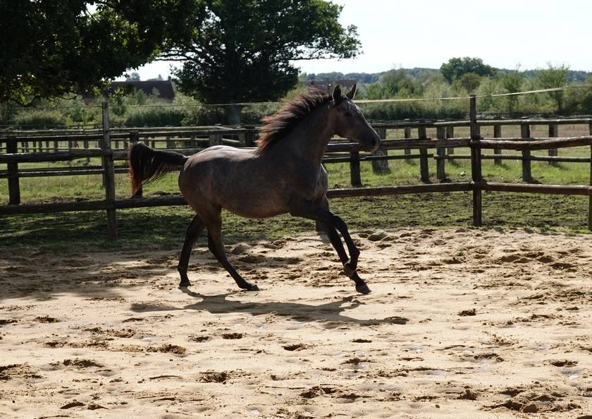 Mâle SFO par Rohotep de Toscane