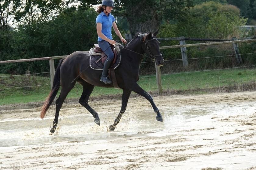 Jument SF Glamourdale x Fürst Heinrich