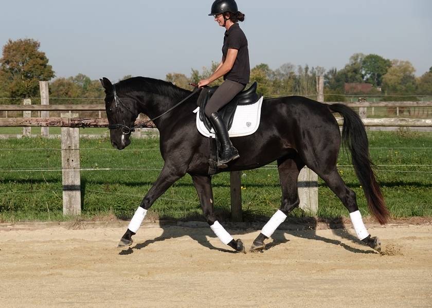 Jument SF Glamourdale x Fürst Heinrich