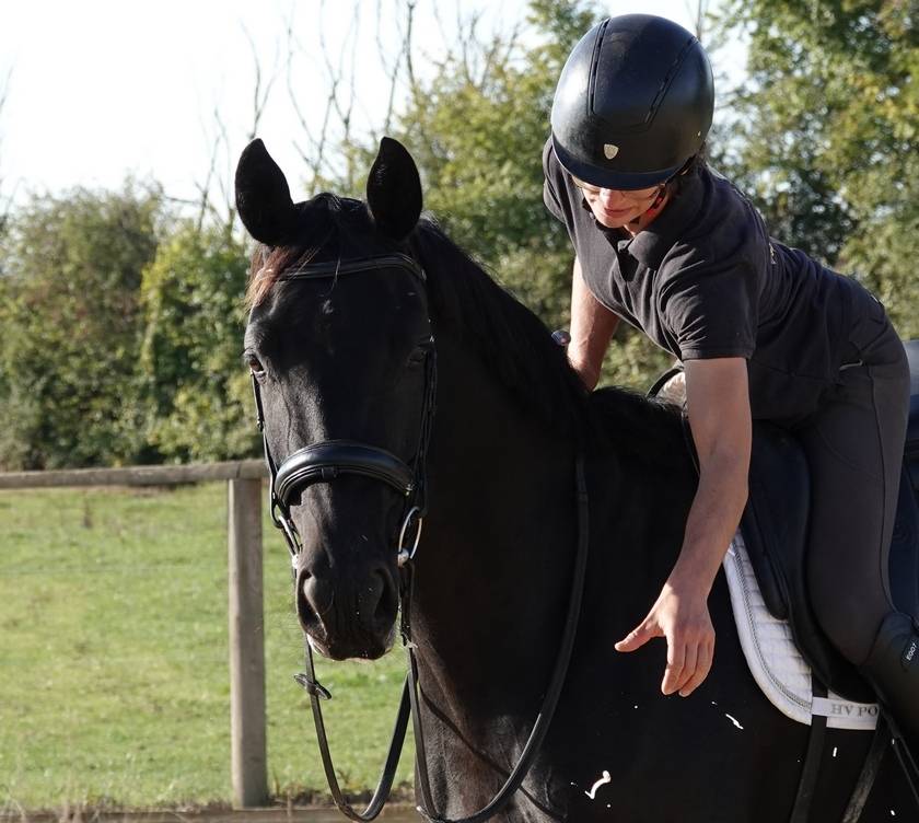 Jument SF Glamourdale x Fürst Heinrich