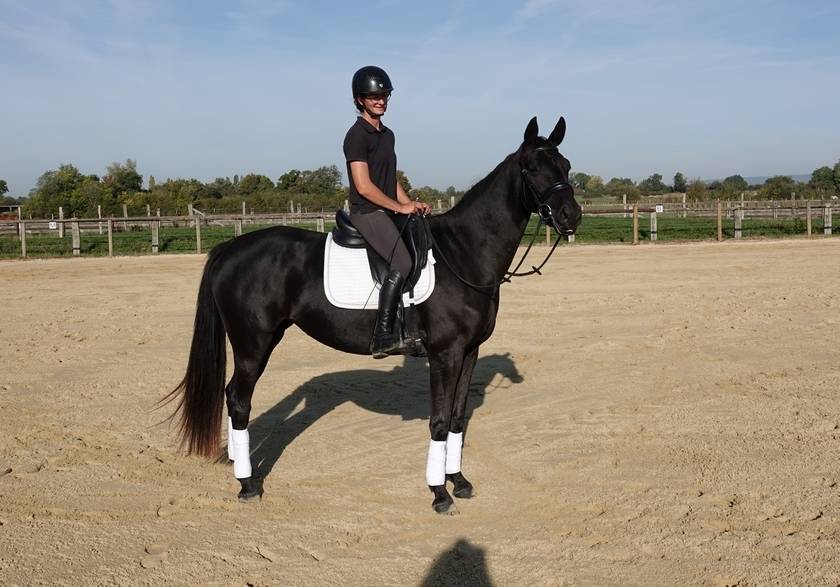 Jument SF Glamourdale x Fürst Heinrich