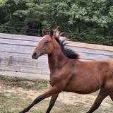 QUARTER HORSE PP TOP ORIGINE 