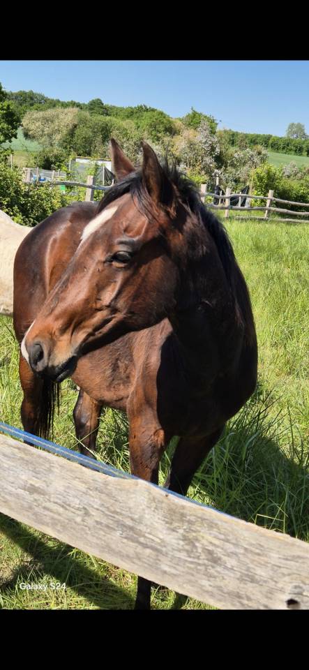 QUARTER HORSE PP TOP ORIGINE 