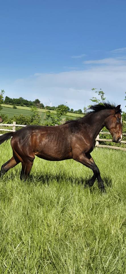 QUARTER HORSE PP TOP ORIGINE 