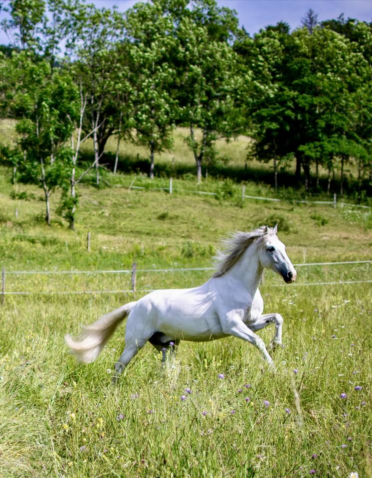 Pur sang Lusitanien PP