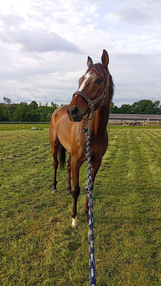 Petit Prix gentil hongre 