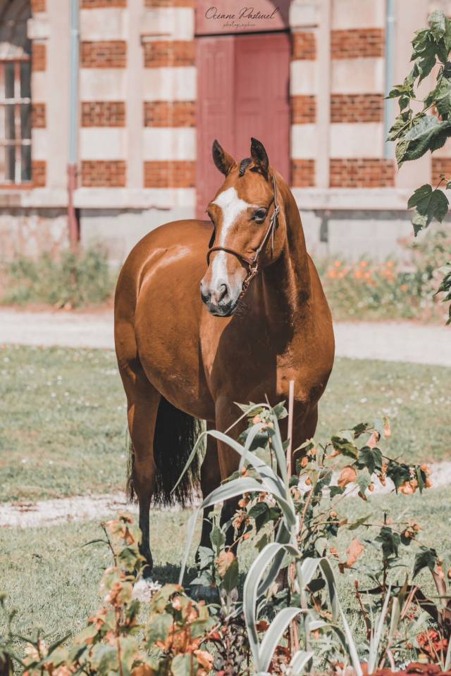 Poulinière PFS à confier