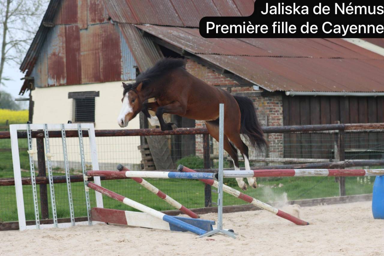 Poulinière PFS à confier