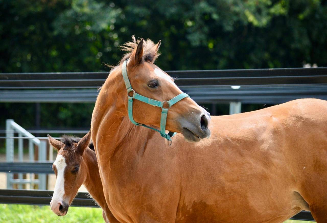 Poulinière PFS à confier