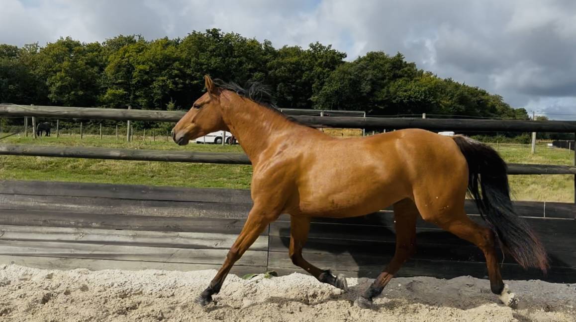 Jument 6 ans a finir de former 