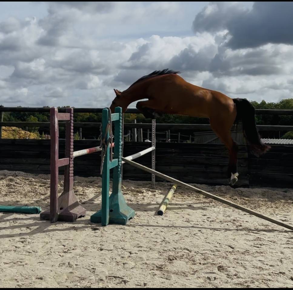 Jument 6 ans a finir de former 