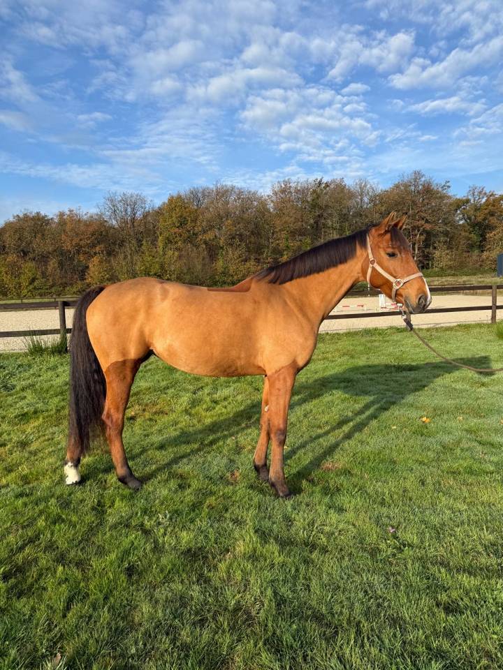 Jument 6 ans a finir de former 