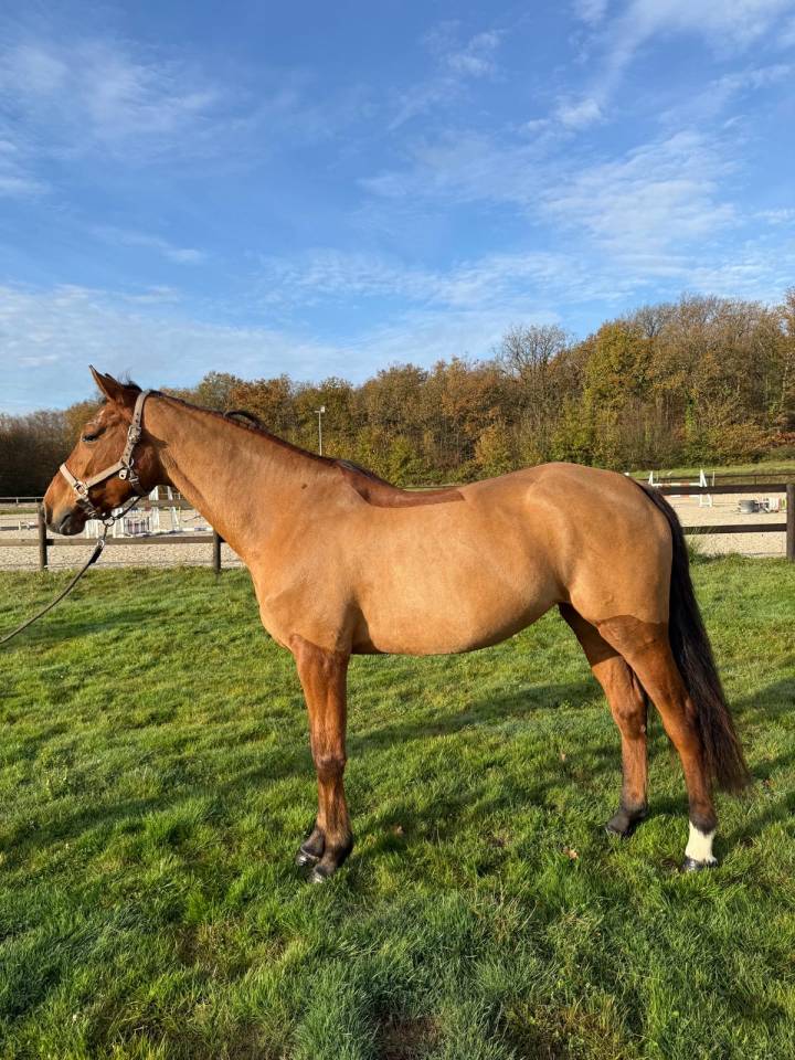 Jument 6 ans a finir de former 