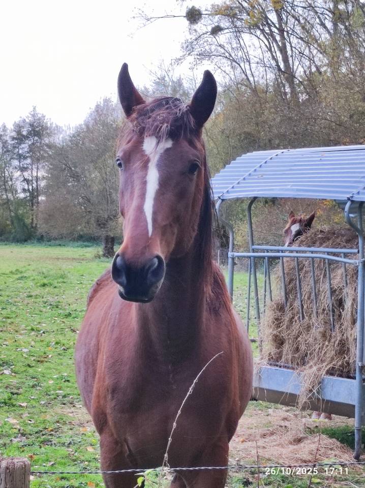 Trotteur 3 ans Reformé