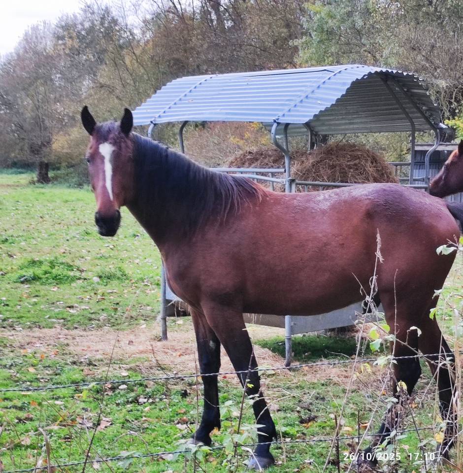 Trotteur 3 ans Reformé