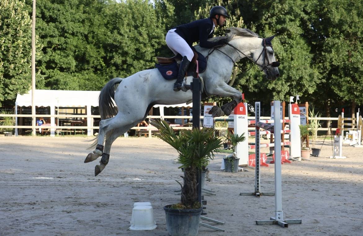 À vendre hongre de 8 ans 