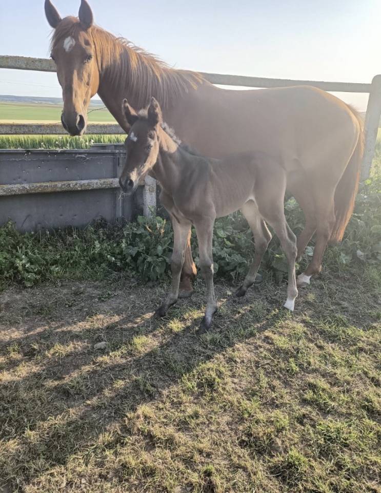 Vasle du Verne, jument Trotteur Fran&ccedil;ais plein papiers