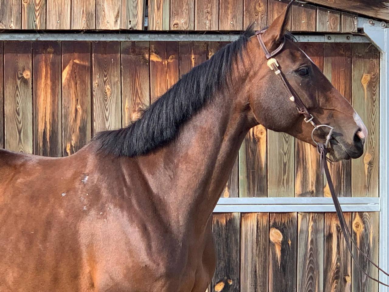 A vendre jument de sport 8 ans