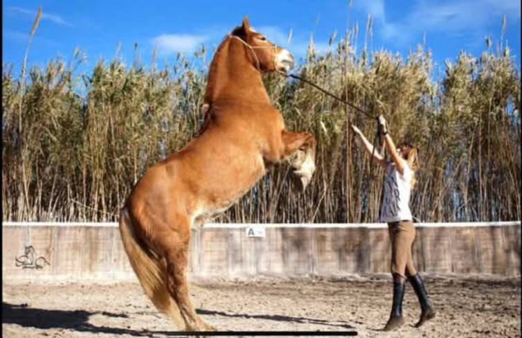 PROPOSE DP DANS LE 17