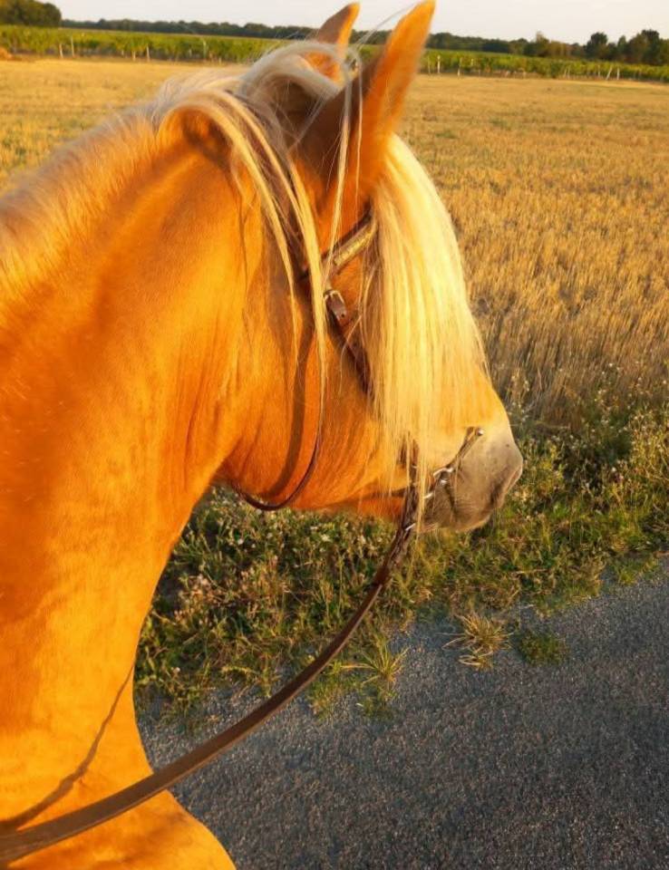 PROPOSE DP DANS LE 17