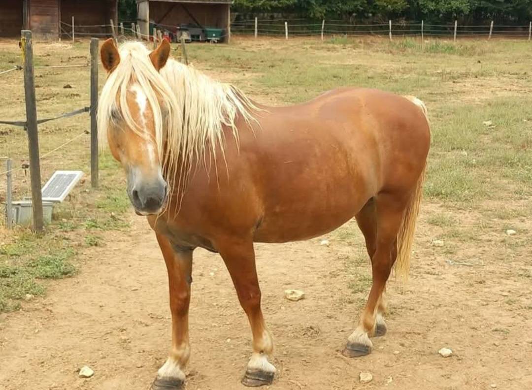 PROPOSE DP DANS LE 17