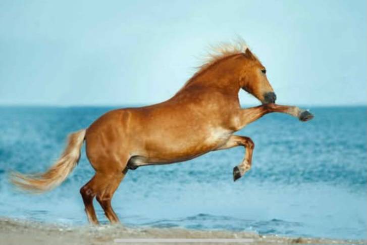 PROPOSE DP DANS LE 17