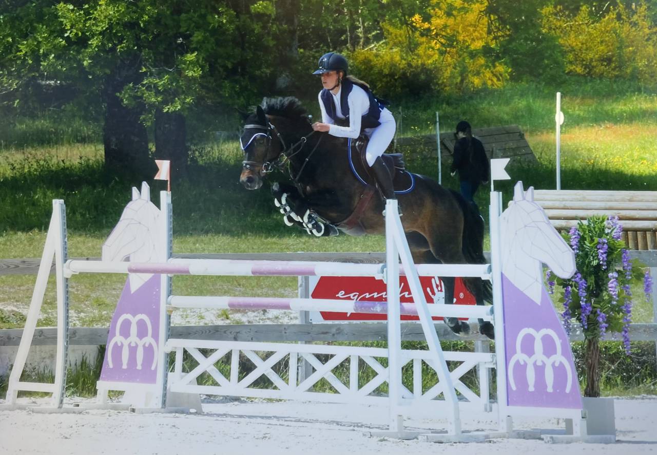 Poney de sport à louer 