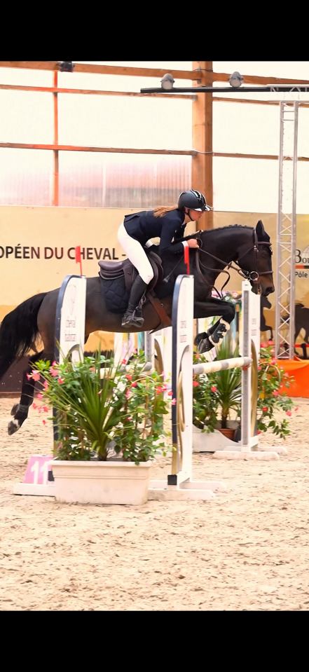 Poney de sport à louer 