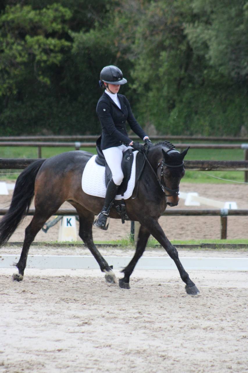 Poney de sport à louer 