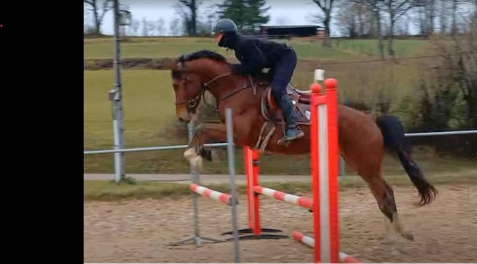 Hongre 3 ans sport petit fils de Diamant de Semilly 