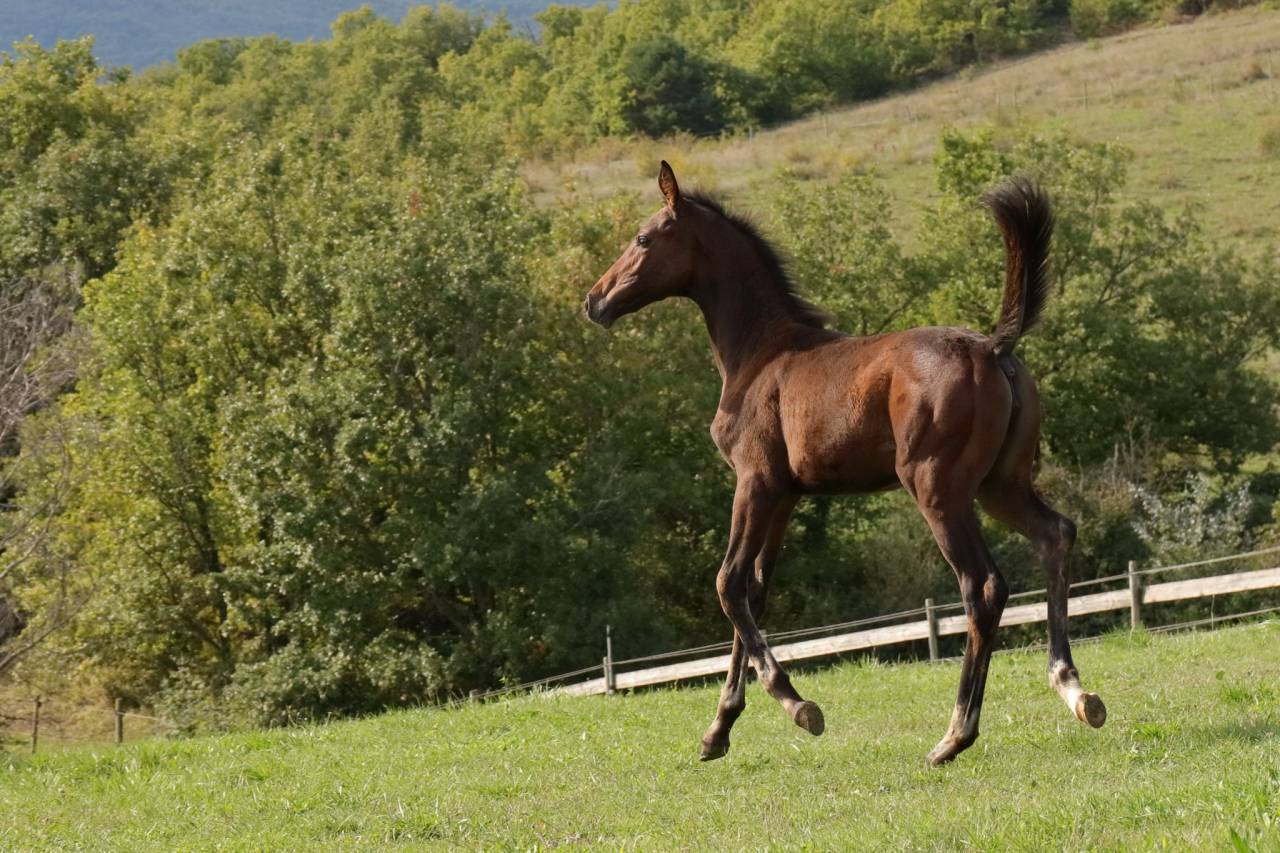 Pouliche CDF d'avenir