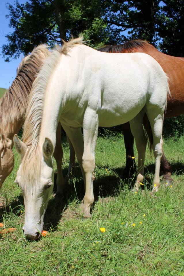 Pouliche champagne dun