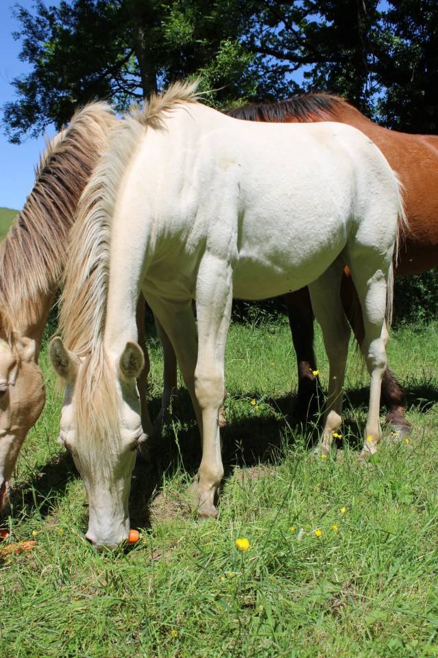 Pouliche champagne dun