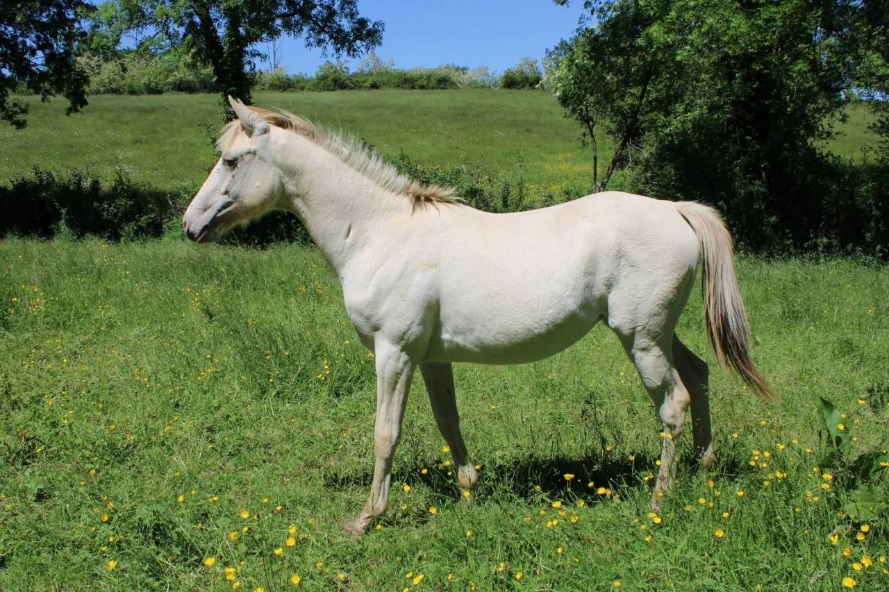 Pouliche champagne dun