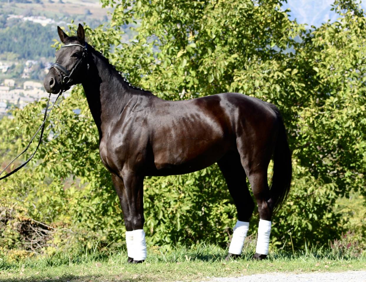 Darck Dream talentueuses 4 ans 