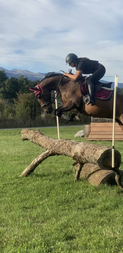 Jument selle française de 6 ans 