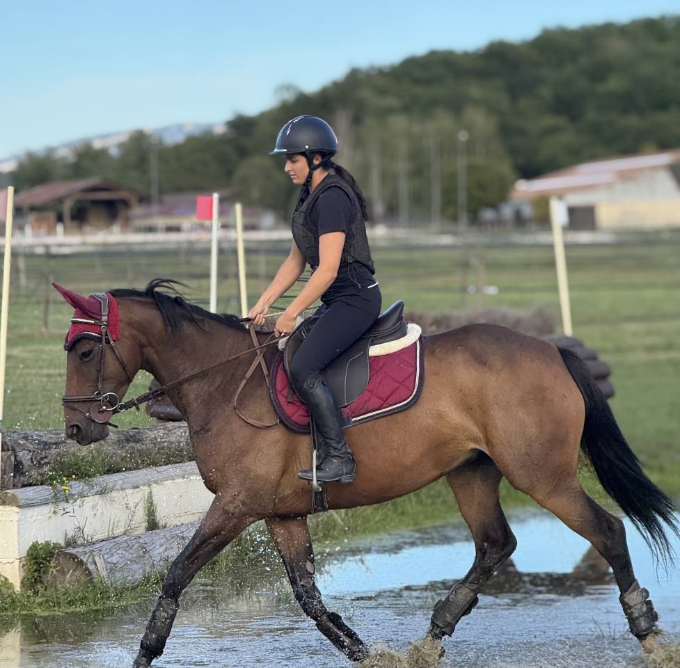 Jument selle française de 6 ans 