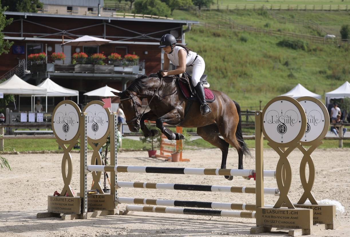 Jument selle française de 6 ans 
