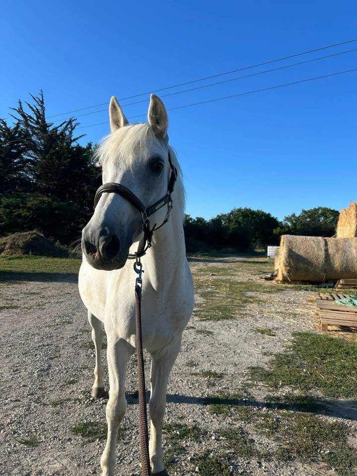 Recherche demi-pension pour poney de sport connemara