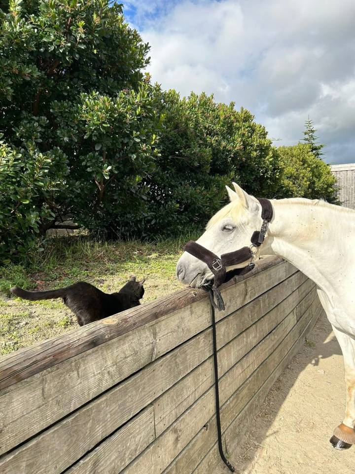 Recherche demi-pension pour poney de sport connemara