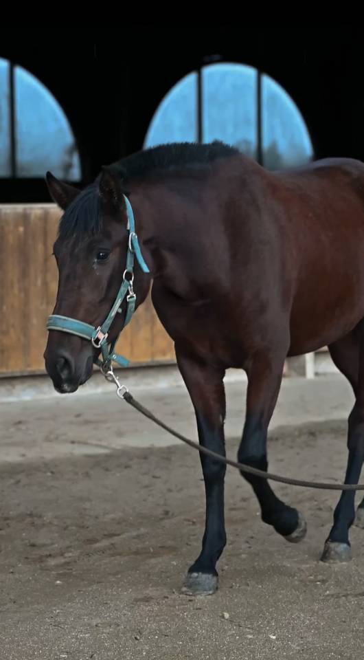 Jument PRE plein papier Escalera et Militar 