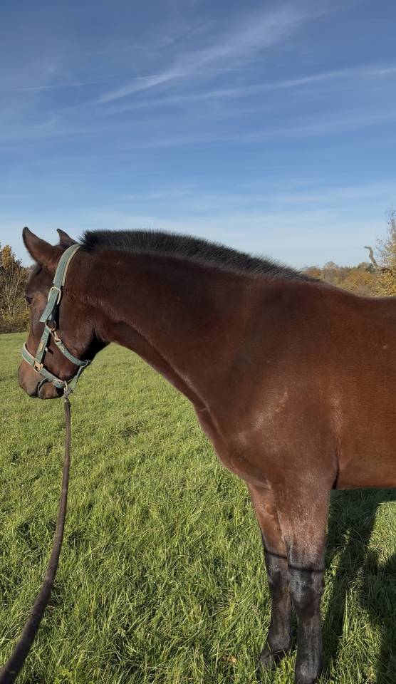 Jument PRE plein papier Escalera et Militar 